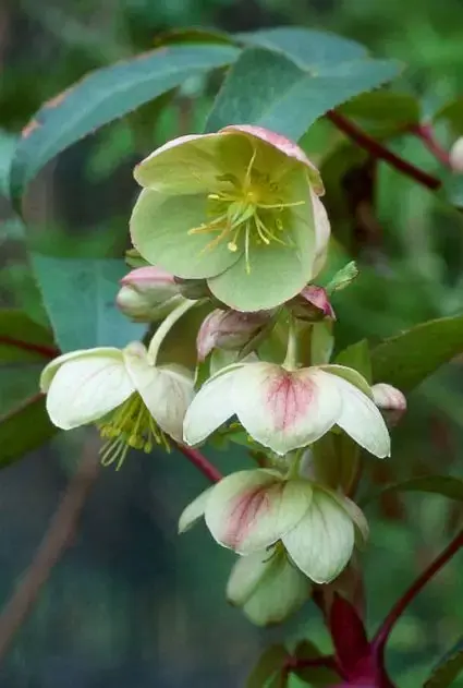 Nieuwe release - Nieskruid (Helleborus sternii)