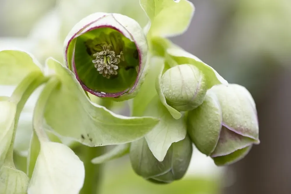 Direct leverbaar - Stinkend nieskruid (Helleborus foetidus)