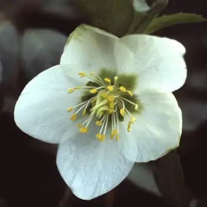 Op = op - Kerstroos (Helleborus niger)