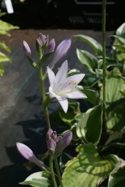 Prijs verlaagd | Funkia/Hartlelie (Hosta ‘Patriot‘)