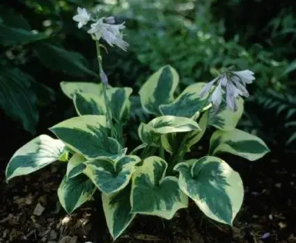 Gratis retourneren | Funkia/Hartlelie (Hosta ‘Wide Brim‘)