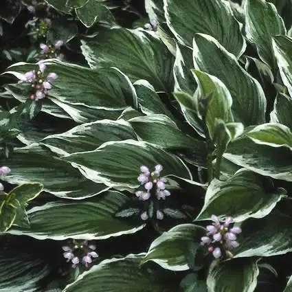 Lage prijs - Funkia/Hartlelie (Hosta ‘Undulata Albomarginata‘)