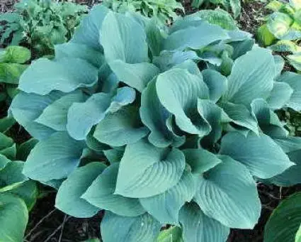 Voordeelprijs - Funkia/Hartlelie (Hosta ‘Krossa Regal‘)