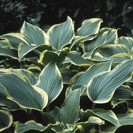 Funkia/Hartlelie (Hosta ‘Aureomarginata‘) | Slechts tijdelijk