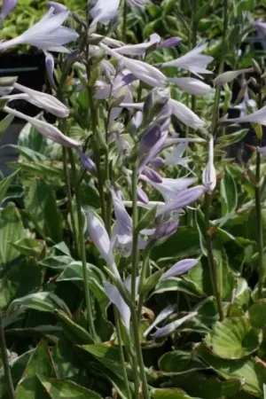 Alleen deze week - Funkia/Hartlelie (Hosta ‘Patriot‘) BIO