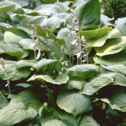 Tijdelijk aanbod | Funkia/Hartlelie (Hosta sieboldiana)