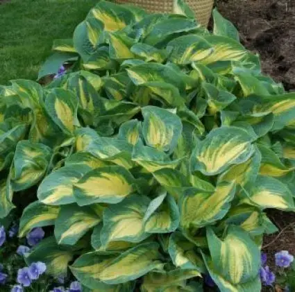 Funkia/Hartlelie (Hosta ‘Great Expectations‘) - Voordelig