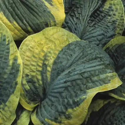 Funkia/Hartlelie (Hosta ‘Frances Williams‘) - Scherpe prijs