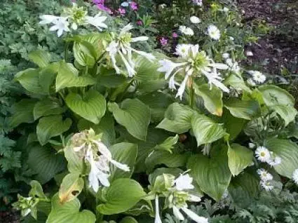 Funkia/Hartlelie (Hosta plantaginea grandiflora) | Speciale aanbieding
