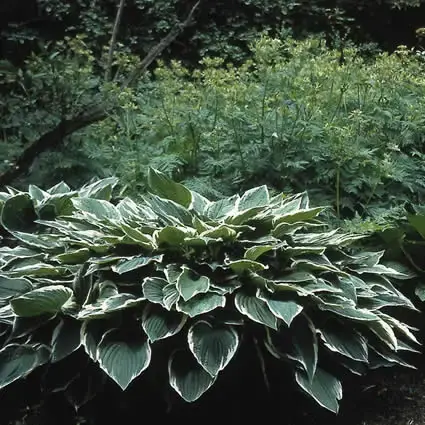 Nieuw product | Funkia/Hartlelie (Hosta ‘Moerheim‘)