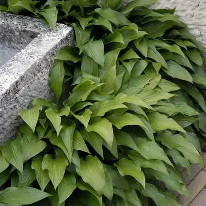 Funkia/hartlelie (Hosta lancifolia) - Prijsverlaging