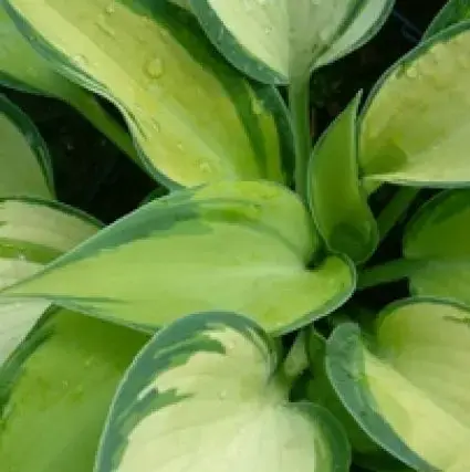Tijdelijke aanbieding - Funkia/Hartlelie (Hosta ‘June‘)