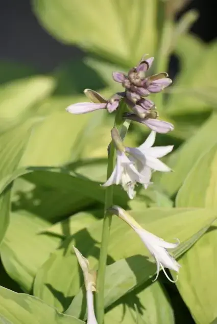 Funkia/hartlelie (Hosta ‘Fortunei Albopicta‘) | Snelle levering