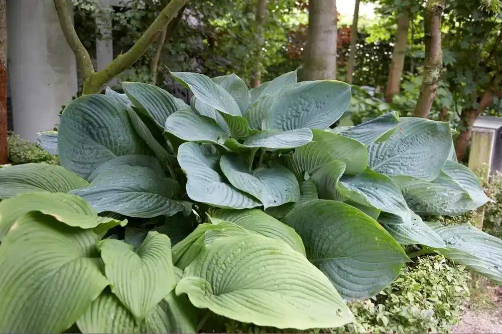 Direct kopen | Funkia/Hartlelie (Hosta ‘Empress Wu‘)