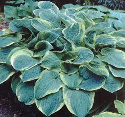Funkia/Hartlelie (Hosta ‘Christmas Tree‘) - Professionele kwaliteit