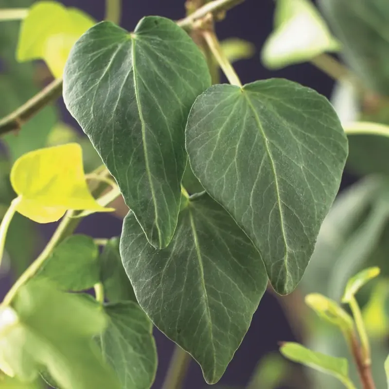 Direct beschikbaar | Klimop (Hedera helix ‘Natasja‘)