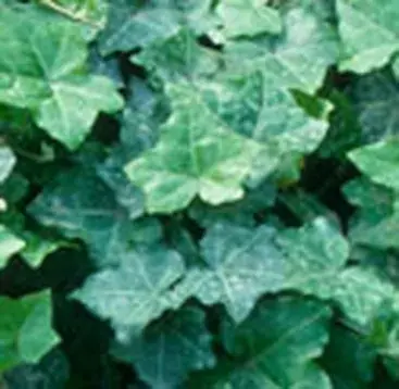 Flitsaanbieding - Klimop (Hedera helix ‘Thorndale‘)