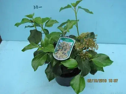 Populair - Klimop (Hedera colchica ‘Arborescens‘)