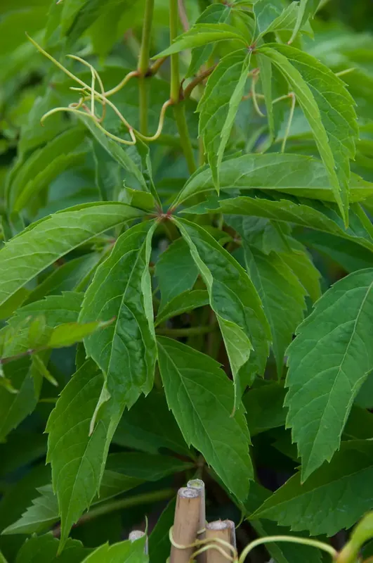 Wilde Wingerd (Parthenocissus quinquefolia) | Klaar voor verzending