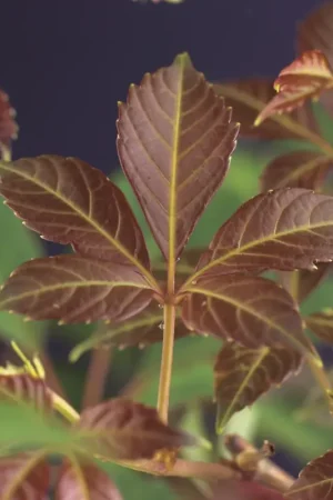 Wilde wingerd (Parthenocissus ‘Henryana‘) | Bespaar nu
