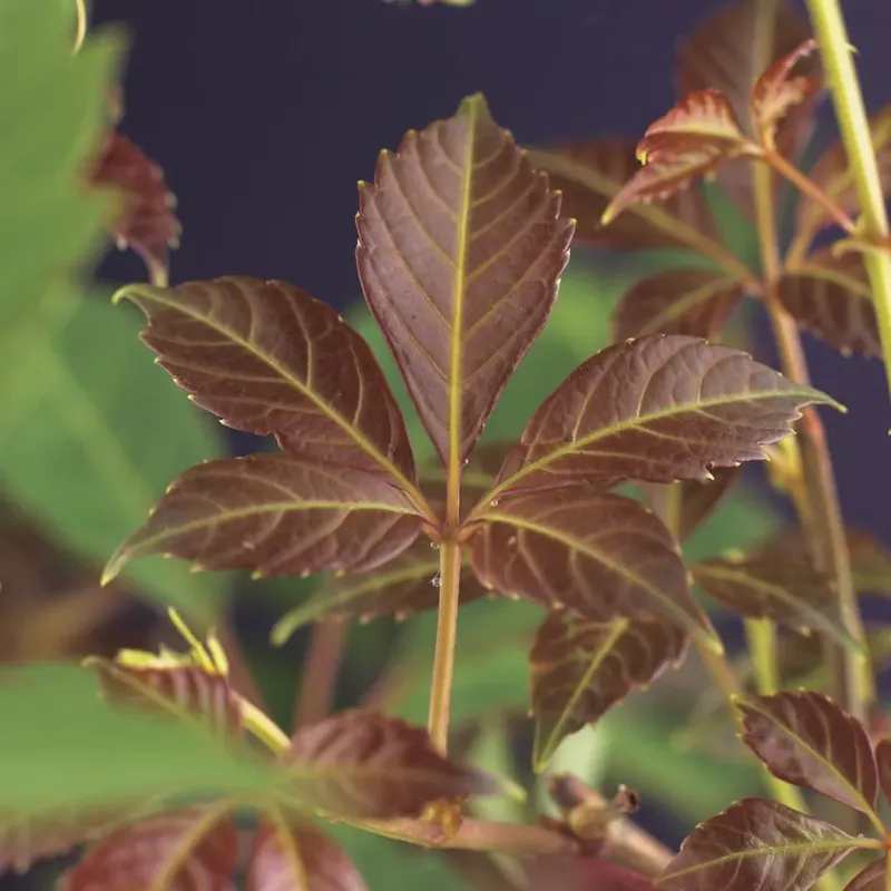 Wilde wingerd (Parthenocissus ‘Henryana‘) | Bespaar nu