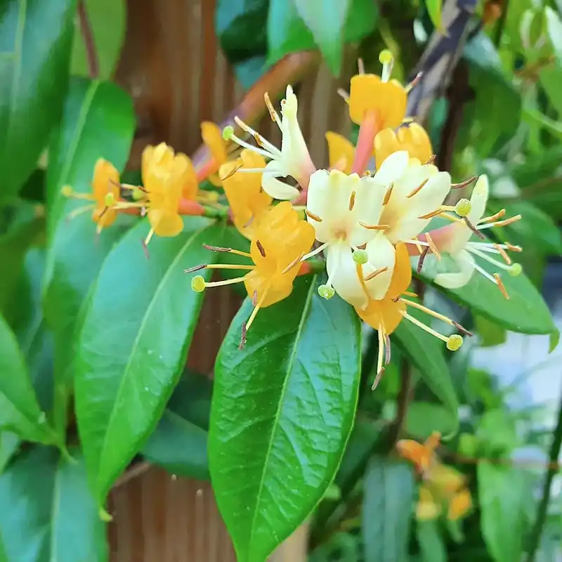 Kamperfoelie (Lonicera henryi ‘Copper Beauty‘) - Bestel nu