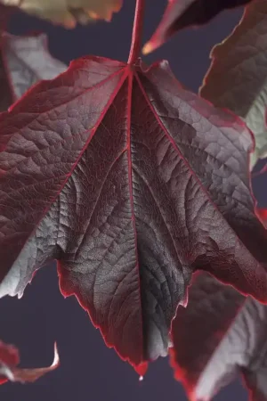 Wingerd (Parthenocissus tricuspidata ‘Veitchii‘) - Populair bij klanten