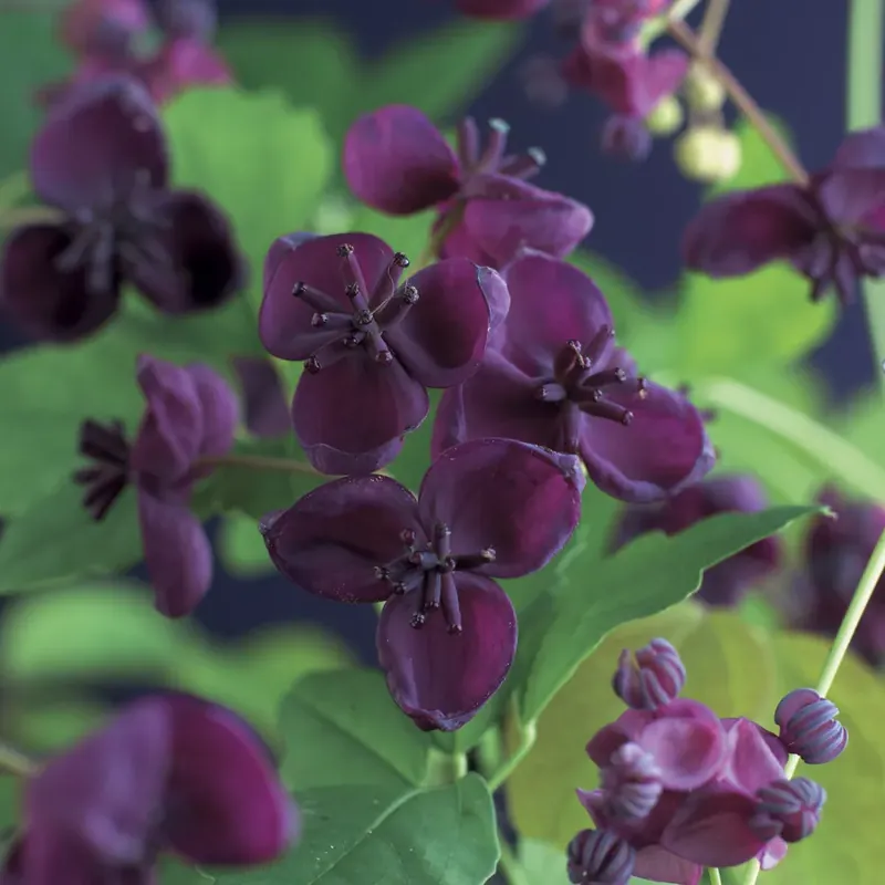 Populair | Schijnaugurk kopen? Akebia quinata met groeigarantie