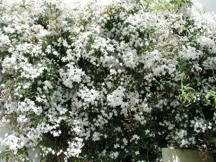 Jasmijn (Jasminum officinale) | Meest verkocht