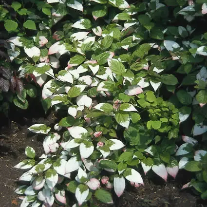 Sierkiwi (Actinidia kolomikta) | Bestseller