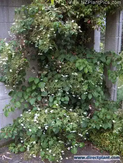 Klimhortensia kopen? Hydrangea petiolaris met groeigarantie | Scherpe prijs