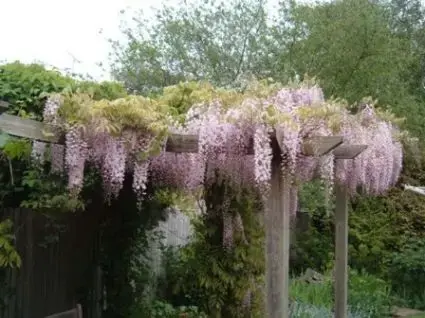 Blauwe regen, roze (Wisteria floribunda ‘Rosea‘) - Makkelijk bestellen