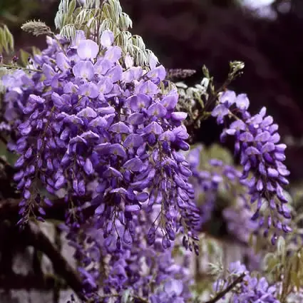 Bespaar meer - Blauwe regen (Wisteria sinensis)