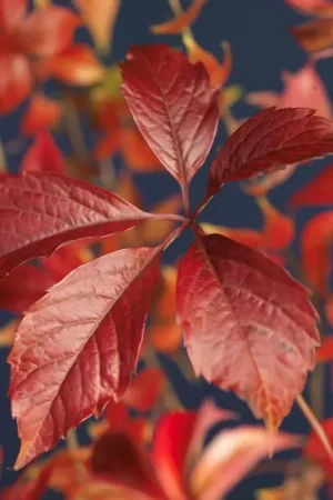 Wilde wingerd kopen? Parthenocissus Engelmannii met garantie | Spoedlevering