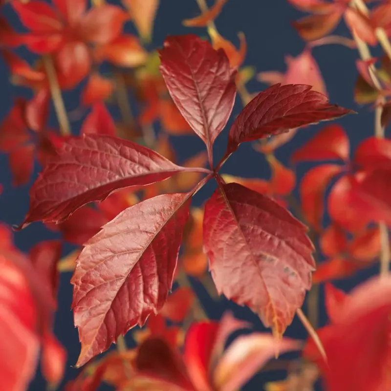 Wilde wingerd kopen? Parthenocissus Engelmannii met garantie | Spoedlevering