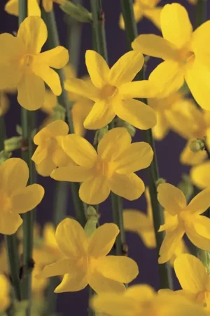 Winterjasmijn kopen? Jasminum nudiflorum - winterbloeier | Rechtstreeks van de fabrikant