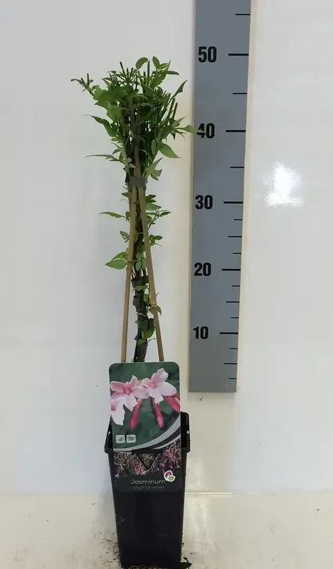Erg populair - Roze Jasmijn (Jasminum Stephanense)