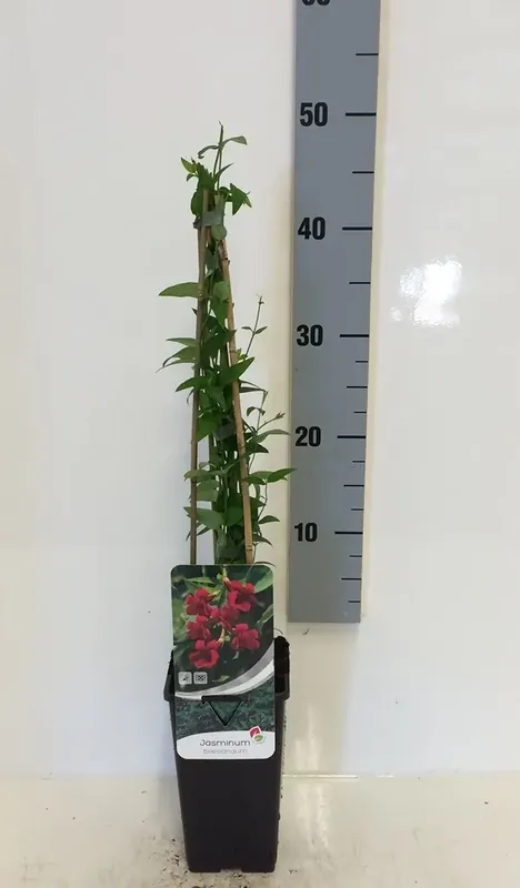 Nog enkele stuks - Rode Jasmijn (Jasminum beesianum)