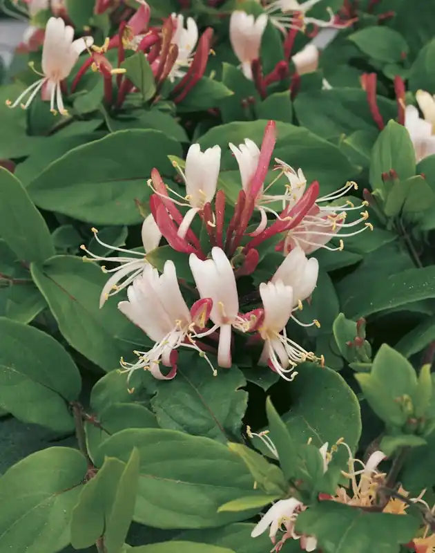 Nieuw binnengekomen | Kamperfoelie (Lonicera japonica ‘Red World‘)