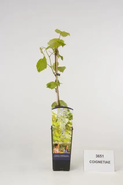 Nieuwe release | Sierdruif (Vitis coignetiae)