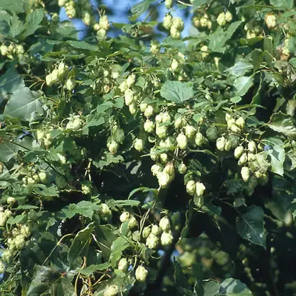Extra voordeel | Hop (Humulus lupulus‘ Nordbrau‘)