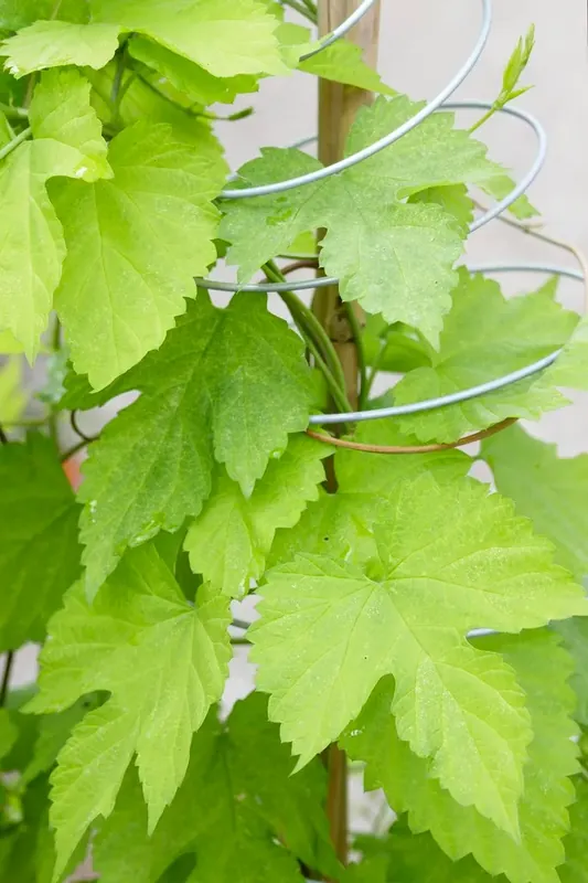 Dwerghop (Humulus lupulus ‘Golden Tassels‘) | Spoedlevering