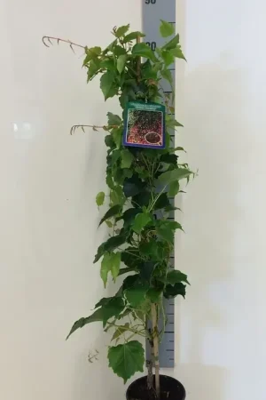 Wilde wingerd (Parthenocissus tricuspidata ‘Green Spring‘) | Veilig winkelen