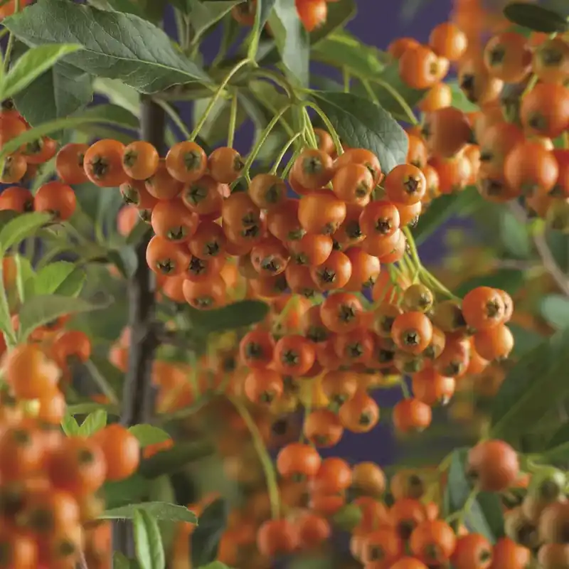 Bestelbaar - Vuurdoorn (Pyracantha ‘Orange Charmer‘)