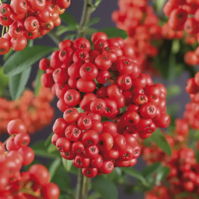 Direct bestellen | Vuurdoorn (Pyracantha ‘Mohave‘)