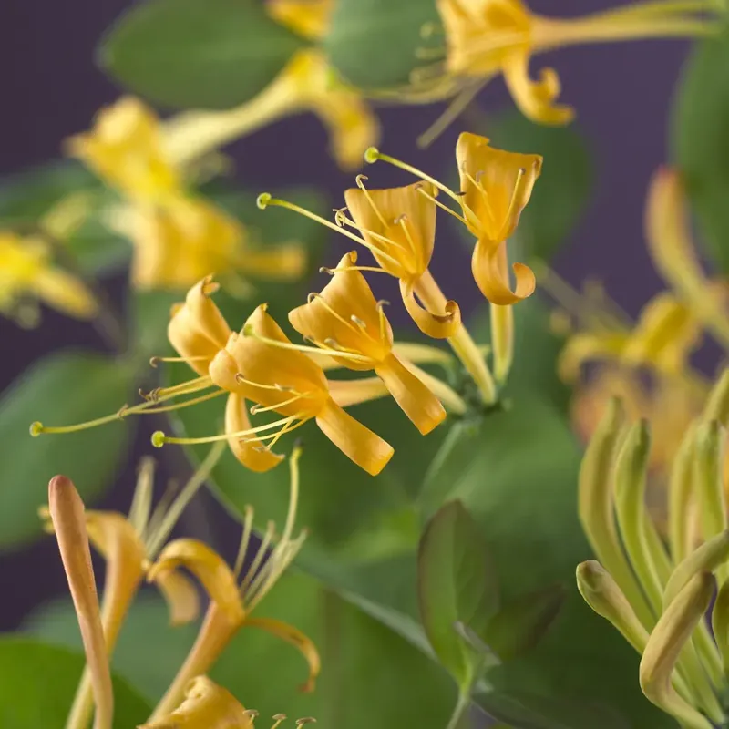 Extra korting | Kamperfoelie (Lonicera ‘Mandarin‘)