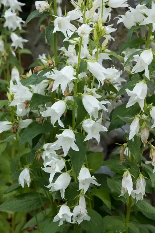 Klokje (Campanula latifolia ‘Alba‘) | Topprijs