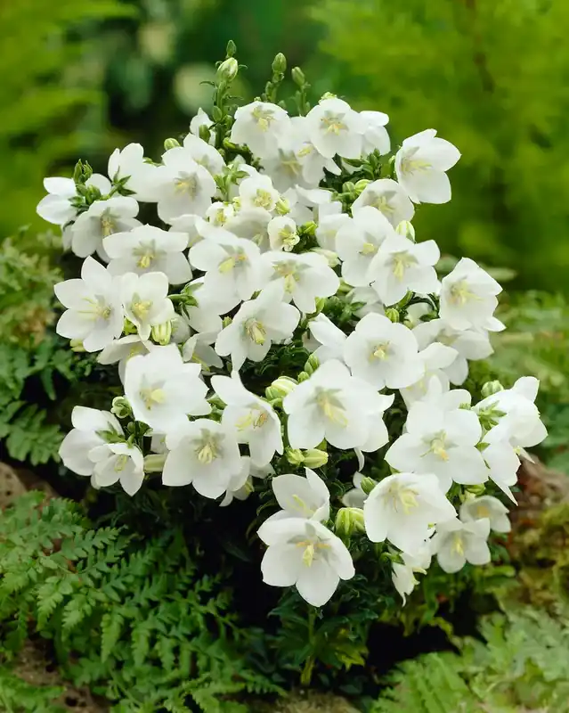 Eenvoudig retourneren - Klokje (Campanula carpatica ‘Alba‘)