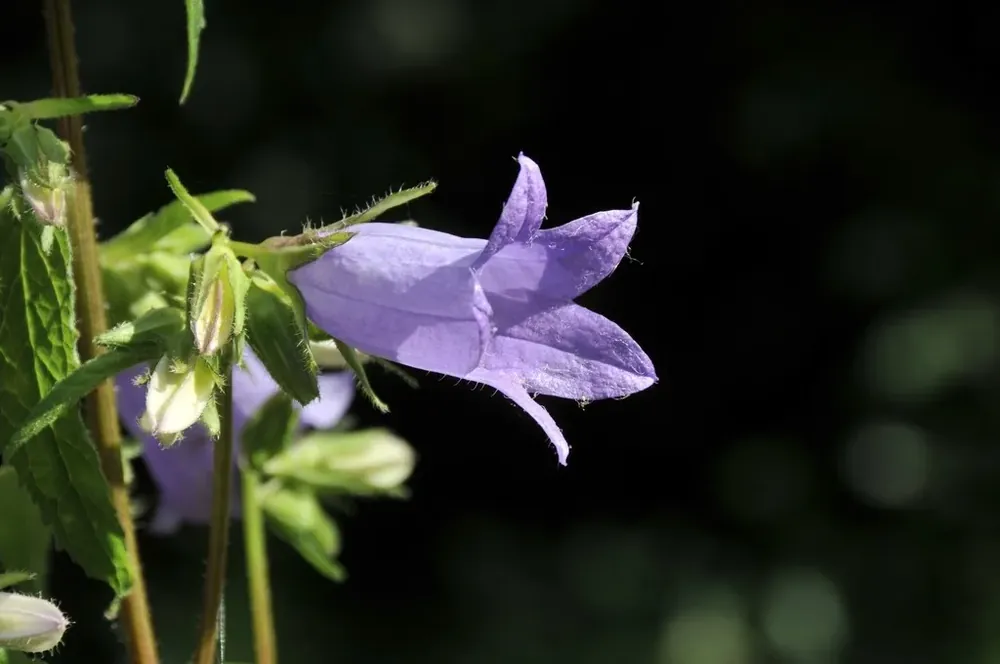 Voeg toe aan winkelwagen - Klokje (Campanula trachelium)