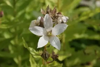 Zeer goed beoordeeld - Klokje (Campanula lactiflora ‘Alba‘)
